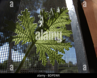 Zitronen-Geranie (Pelargonium Crispum) in einem Fenster Stockfoto