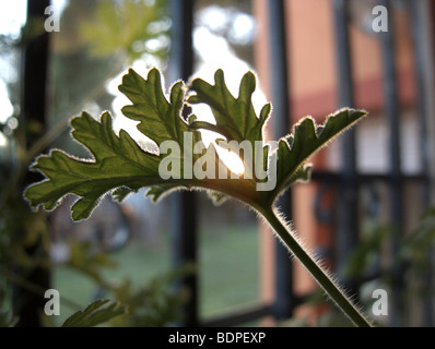 Zitronen-Geranie (Pelargonium Crispum) in einem Fenster Stockfoto