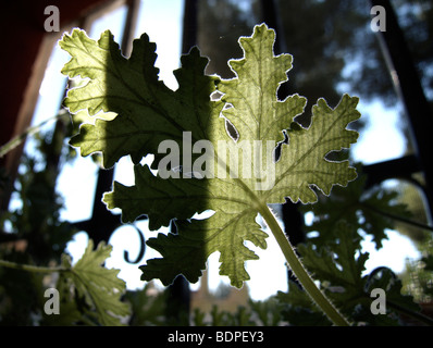 Zitronen-Geranie (Pelargonium Crispum) in einem Fenster Stockfoto