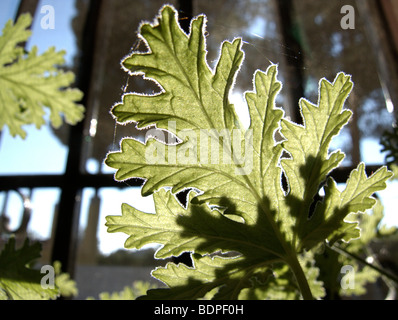 Zitronen-Geranie (Pelargonium Crispum) in einem Fenster Stockfoto