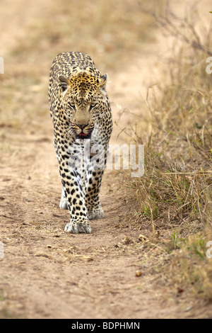 Leopard-Walking in Richtung Kamera Porträt Stockfoto