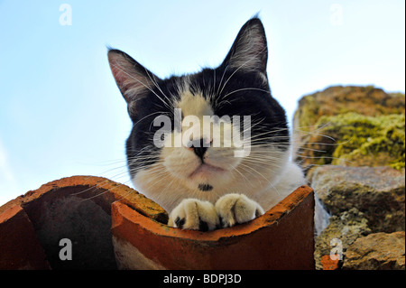 Lustige Tiere Felix den schwarzen und weißen Zeichen Katze ruht auf Ziegeldach Stockfoto