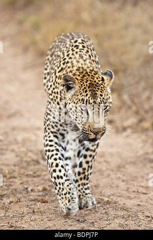 Leopard-Walking in Richtung Kamera Porträt Stockfoto