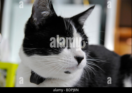 Lustige Tiere Felix der schwarzen und weißen Katze Nahaufnahme Stockfoto