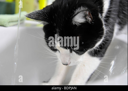 Lustige Tiere Felix die schwarze und weiße Katze Stockfoto