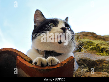 Lustige Tiere Felix den schwarzen und weißen Zeichen Katze ruht auf Ziegeldach Stockfoto