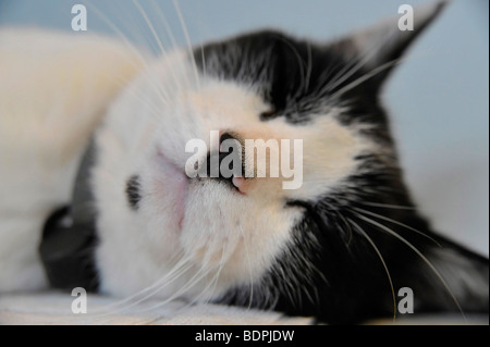 Lustige Tiere schlafen Felix die schwarze und weiße Katze Stockfoto