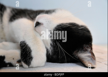 Lustige Tiere schlafen Felix die schwarze und weiße Katze Stockfoto