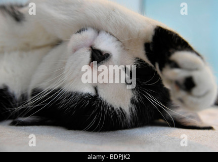 Lustige Tiere schlafen Felix die schwarze und weiße Katze Stockfoto