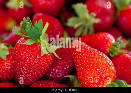 Reife rote Erdbeeren mit stammt und verlässt Stockfoto