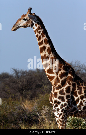 Giraffe im Bereich Khwai River von Botswana Stockfoto