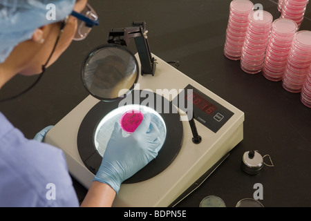 Wissenschaftlerin untersucht Bakterienkolonien in einer Probe Stockfoto