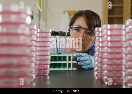 Stapel von Petrischalen mit einer Laborantin im Hintergrund Stockfoto