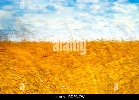 Ein Feld Goldene Gras im wind Stockfoto