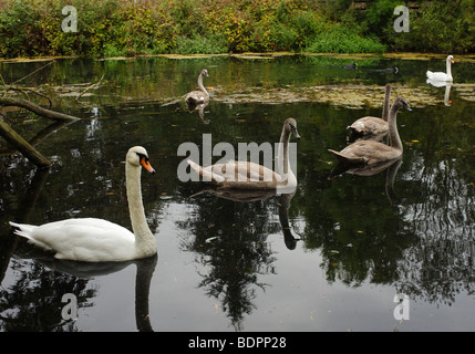 Schwäne und Cygnets. Stockfoto