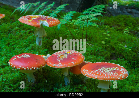 Fliegenpilz (Amanita Muscaria), Gruppe Stockfoto