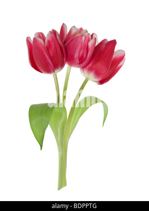 Tulpen Stockfoto