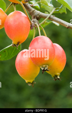 Crab apples, Malus 'John Downie'. Stockfoto