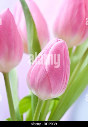 Tulpen Stockfoto