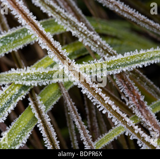 Carex comans und Acorus Gramineus 'Ogon' mit Frost bedeckt. Stockfoto