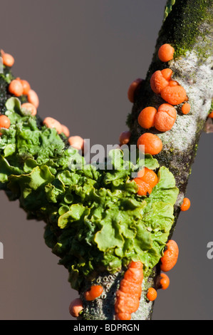 Korallen-Ort Pilz (Nectria Cinnabarina) & Lebermoos (Pellia Epiphylla) auf Holzapfel Stockfoto