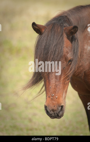 wildes Pony auf den Trails im Grayson Highlands State Park in Virginia, Usa Pony hat fliegen auf dem Gesicht Stockfoto
