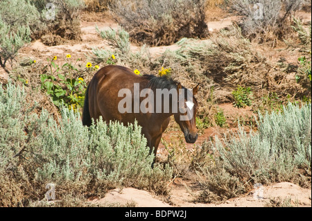 kostenlose Roaming-Mustang im Pryor Wildpferd-Gebirge in Wyoming Stockfoto