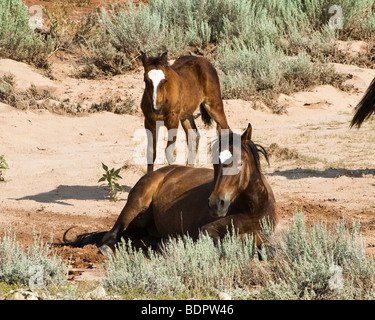 kostenlose Roaming-Mustangs in der Pryor Wildpferd Bergkette in Wyoming Stockfoto