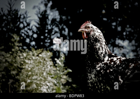 Eine gesprenkelte Sussex Henne in einem Garten Stockfoto