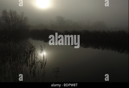 Schilf im Nebel liegt über Dove Wiese Silhouette Stockfoto