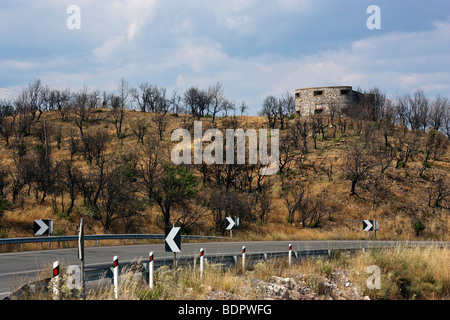 Geschwärzte Bäume auf dem Peloponnes (in der Nähe von Derveni), in den Feuern des 2008 beschädigt. Stockfoto