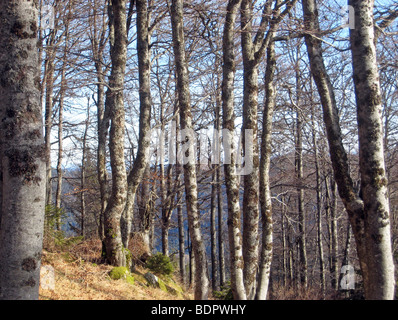 Buchenwald Im Schwarzwald Stockfoto