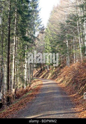 Waldweg Im Schwarzwald Stockfoto