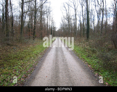 Waldweg Im Schwarzwald Stockfoto