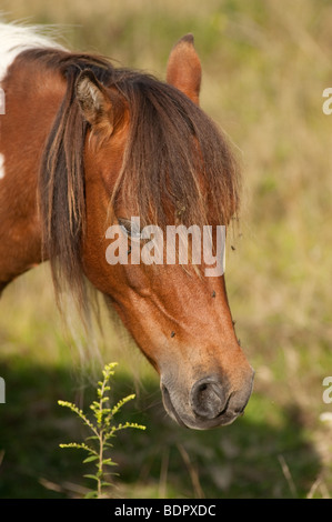 wildes Pony im Grayson Highlands State Park in Virginia nahe der Grenze zu North Carolina Stockfoto