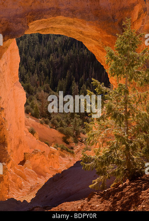 Natural Bridge ist technisch ein Bogen gebildet von der Erosion, Bryce-Canyon-Nationalpark, Utah, USA. Stockfoto