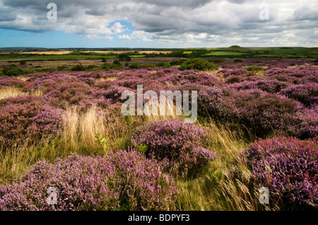 Heidekraut blüht in York moors UK Stockfoto