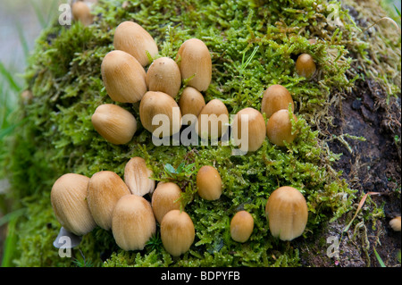 Glitzernde Farbkappen (Coprinus Micaceus), Gruppe auf Baumstumpf Stockfoto