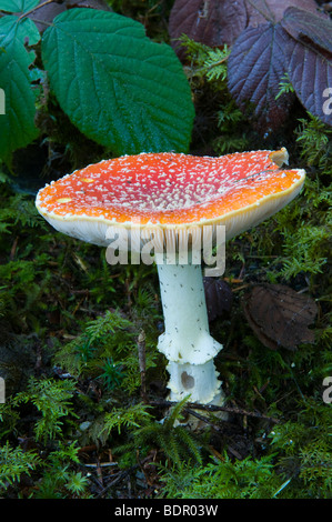 Fliegenpilz (Amanita Muscaria), single Stockfoto