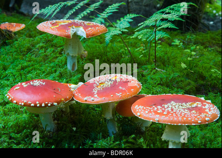 Fliegenpilz (Amanita Muscaria), Gruppe Stockfoto