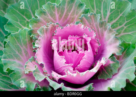 Dynastie rosa blühende Kraut. Al Garten Baumschule, Oregon Stockfoto