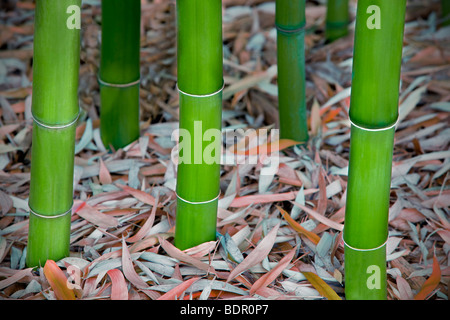 Bambus hautnah. Hughes Wassergärten, Oregon Stockfoto