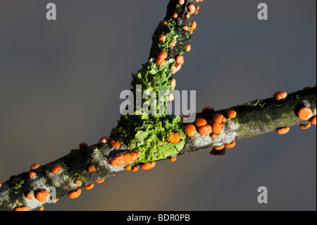 Korallen-Ort Pilz (Nectria Cinnabarina) & Lebermoos (Pellia Epiphylla) auf Holzapfel Stockfoto