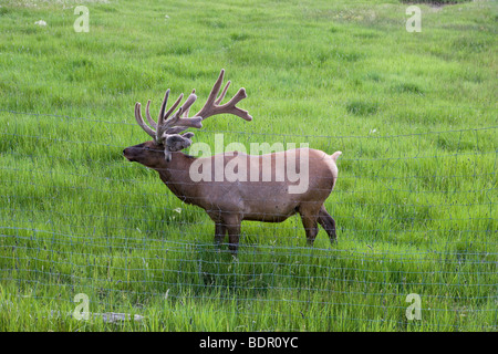 großen Stier Elch hielt in einem Feld, Colorado, USA Stockfoto