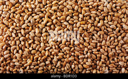 Ganze Pinto Beans - Nahaufnahme im Vollformat (Phaseolus vulgaris) Stockfoto