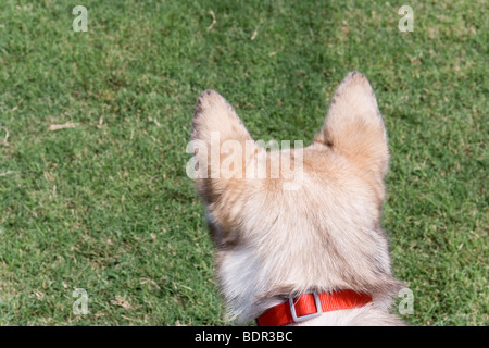 Alaskan Husky auf der Hut mit einer roten Farbe Stockfoto