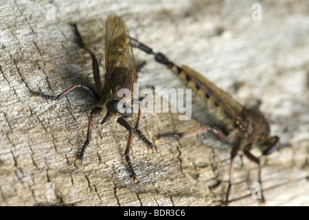 Paarung Räuber fliegen Stockfoto