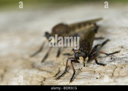 Paarung Räuber fliegen Stockfoto