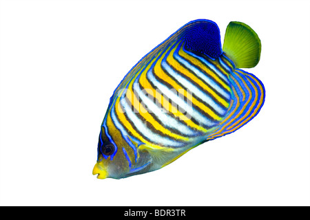 eine bunte tropische regal Angelfish isoliert auf weißem Hintergrund Stockfoto