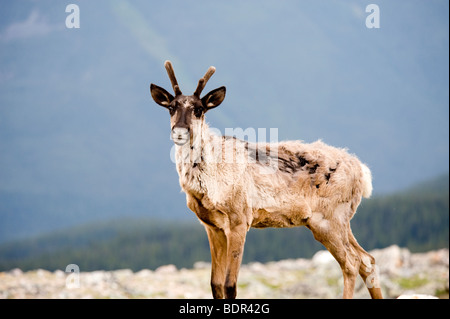 Berg Woodland Caribou, Jasper Nationalpark, Alberta, Kanada Stockfoto